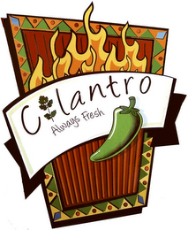 CILANTRO ALWAYS FRESH