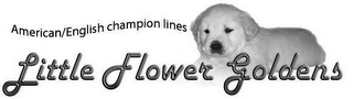 AMERICAN/ENGLISH CHAMPION LINES LITTLE FLOWER GOLDENS