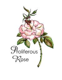 PROLIFEROUS ROSE