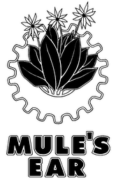 MULE'S EAR