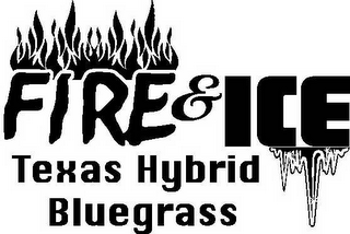 FIRE & ICE TEXAS HYBRID BLUEGRASS