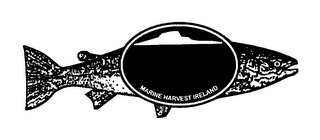 MARINE HARVEST IRELAND