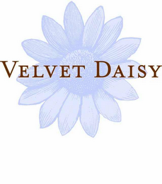 VELVET DAISY
