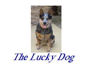 THE LUCKY DOG