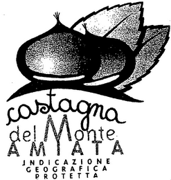 CASTAGNA DEL MONTE AMIATA