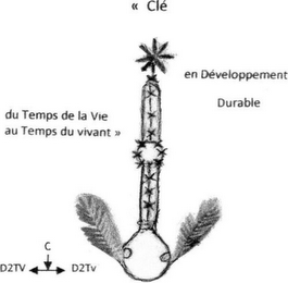 CLÉ EN DÉVELOPPEMENT DURABLE DU TEMPSDELA VIE AU TEMPS DU VIVANT   C D2TV D2TV
