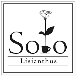 SOLO LISIANTHUS