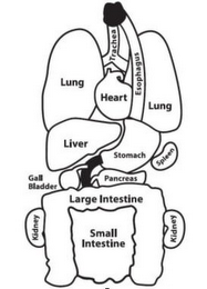 TRACHEA LUNG HEART ESOPHAGUS LUNG LIVER STOMACH SPLEEN GALL BLADDER PANCREAS LARGE INTESTINE KIDNEY SMALL INTESTINE KIDNEY