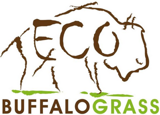 ECO BUFFALOGRASS