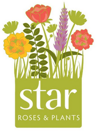 STAR ROSES & PLANTS