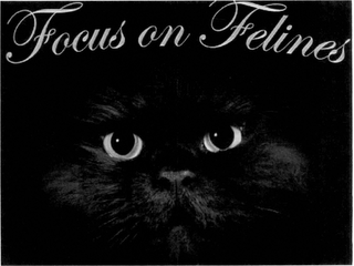 FOCUS ON FELINES