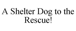 A SHELTER DOG TO THE RESCUE!