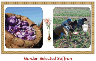 GARDEN SELECTED SAFFRON