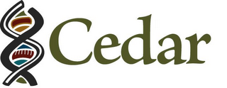 CEDAR