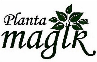 PLANTAMAGIK