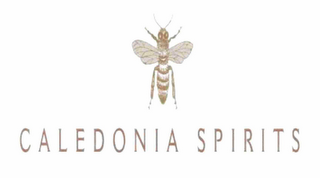 CALEDONIA SPIRITS