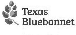 TEXAS BLUEBONNET