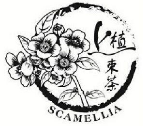 SCAMELLIA