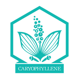 CARYOPHYLLENE