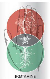 ROOT & VINE