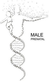 MALE PRENATAL