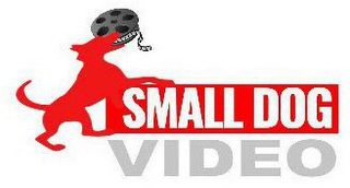 SMALL DOG VIDEO