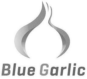 BLUE GARLIC