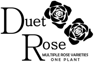 DUET ROSE MULTIPLE ROSE VARIETIES ONE PLANT