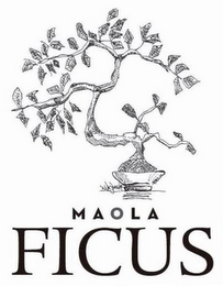 MAOLA FICUS