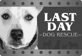 LAST DAY DOG RESCUE