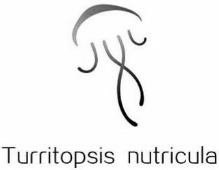 TURRITOPSIS NUTRICULA