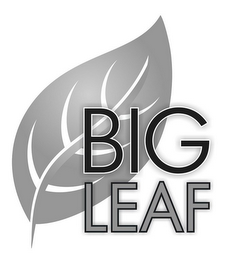 BIG LEAF