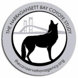 THE NARRAGANSETT BAY COYOTE STUDY THECONSERVATIONAGENCY.ORG