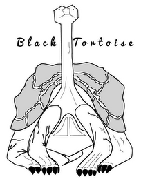 BLACK TORTOISE