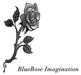 BLUEROSE IMAGINATION