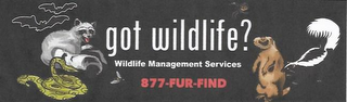GOT WILDLIFE? WILDLIFE MANAGEMENT SERVICES 877- FUR- FIND