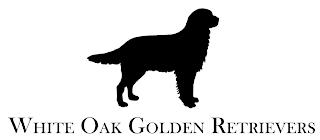 WHITE OAK GOLDEN RETRIEVERS