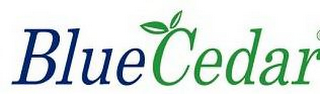 BLUE CEDAR