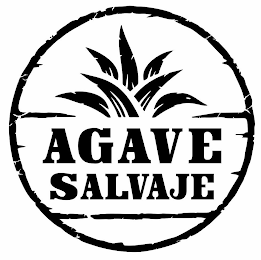 AGAVE SALVAJE