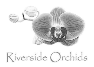 RIVERSIDE ORCHIDS