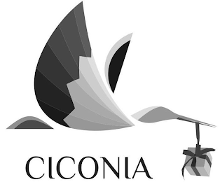 CICONIA