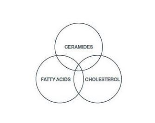 FATTY ACIDS CERAMIDES CHOLESTEROL