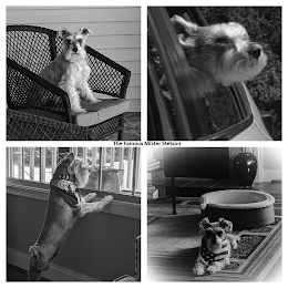 THE FAMOUS MISTER STETSON