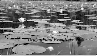 DRAGONPOND ESSENTIALS