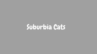 SUBURBIA CATS