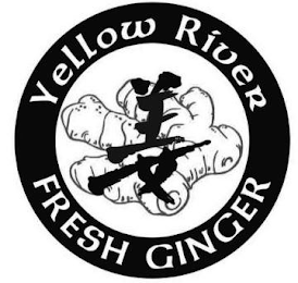 YELLOW RIVER FRESH GINGER