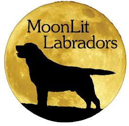 MOONLIT LABRADORS