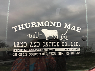 THURMOND MAE LAND AND CATTLE CO.,LLC. REGISTERED SANTA GERTRUDIS HERD #19309 205 CR 325 GOLDTHWAITE, TEXAS 76844 325-998-5929