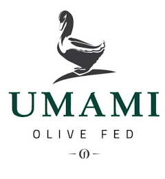 UMAMI OLIVE FED F