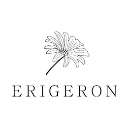 ERIGERON